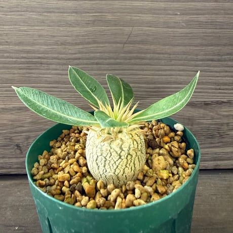 100、Pachypodium enigmaticum