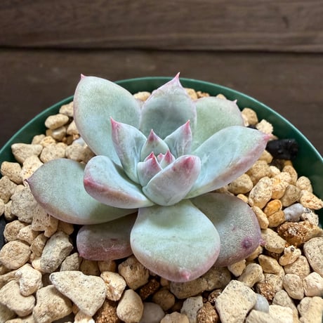 75、Echeveria ’CS-NO-01’ ’Super White’