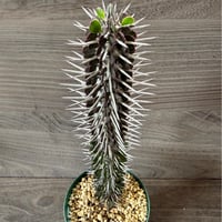 60、Alluaudia montagnacii