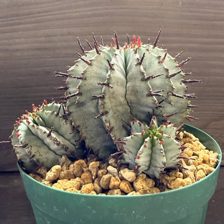 40、Euphorbia ’horrida × polygona’