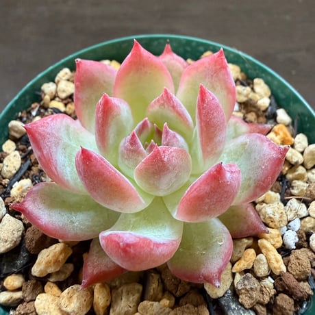 11、Echeveria colorata ’Gonta’（実）