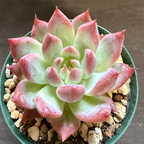 19、Echeveria colorata ’Autentica’（実）