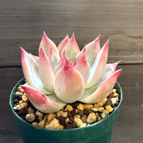 7、Echeveria colorata ’Desert Harmony’（実）