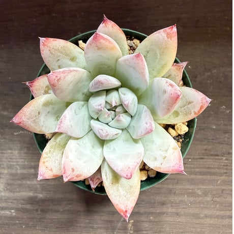 91、Echeveria colorata ’Roof’