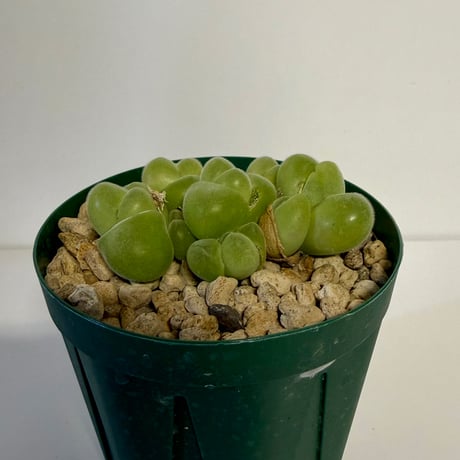 141、Gibbaeum 翠滴玉