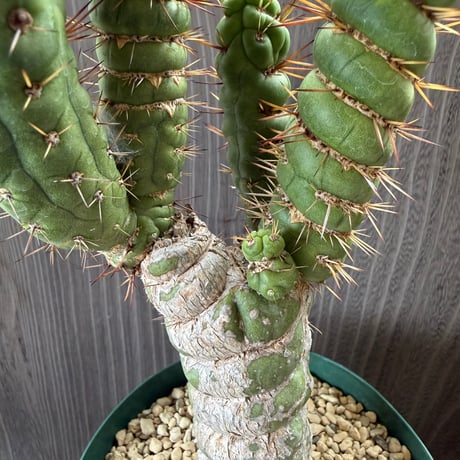 90、Eulychnia castanea var.spiralis