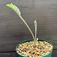 22、Pelargonium aciculatum