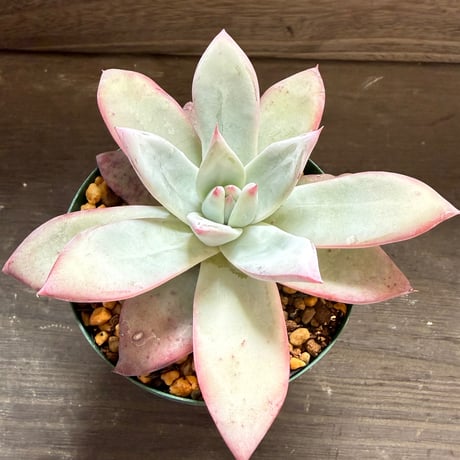 63、Echeveria ’CS-NO-09’ ’Alps’