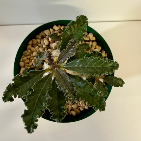 154、Dorstenia lavrani