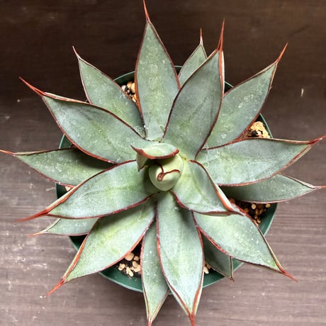 45、Agave ’Green lotus’