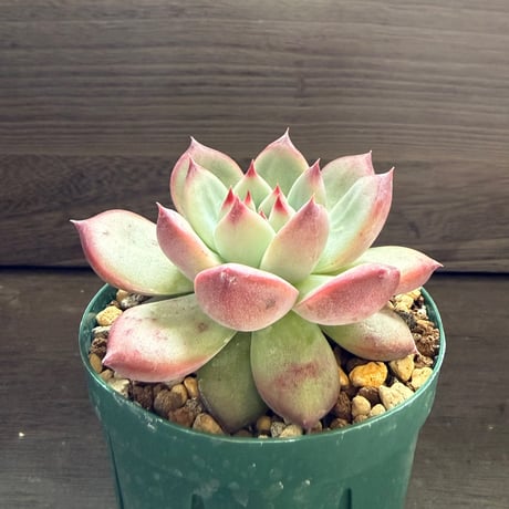 70、Echeveria lindsayana