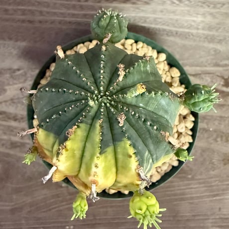 122、Euphorbia オベサ梵天錦