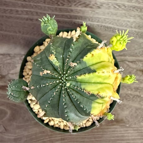 122、Euphorbia オベサ梵天錦