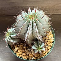 40、Euphorbia ’horrida × polygona’
