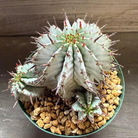 40、Euphorbia ’horrida × polygona’