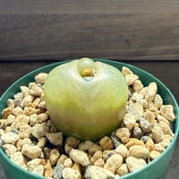 49、Conophytum 大型ラツム
