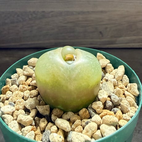 49、Conophytum 大型ラツム