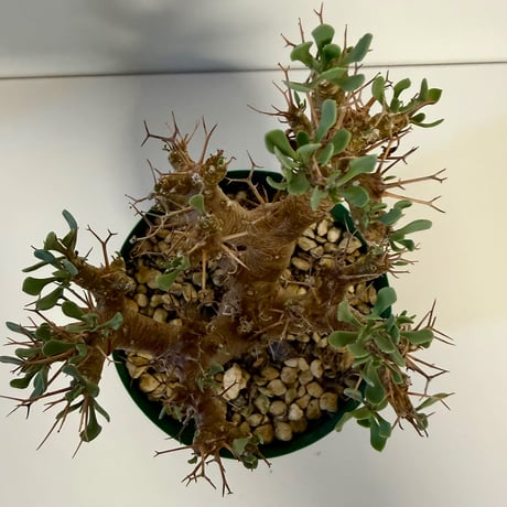 140、Othonna euphorbioides
