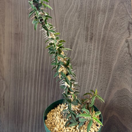 85、Euphorbia didiereoides