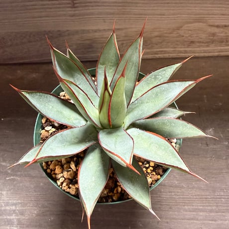 45、Agave ’Green lotus’