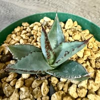 103、Agave ‘笹の雪×屈原の舞扇‘