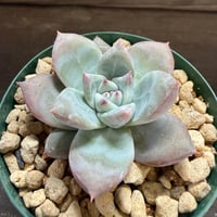 74、Echeveria ’CS-NO-01’ ’Super White’