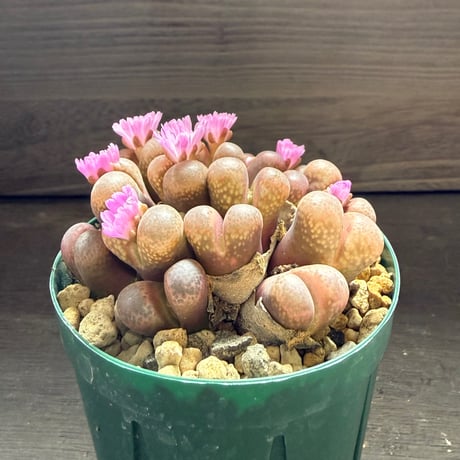 50、Ophthalmophyllum subfenestratum