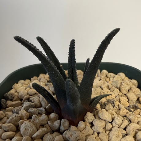 146、Haworthia sordida
