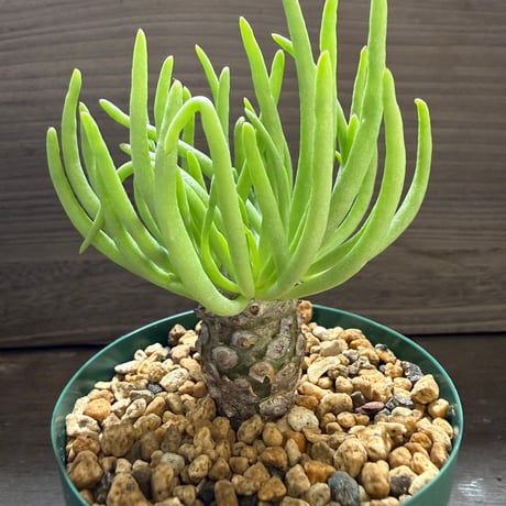 23、Tylecodon rubrovenosus
