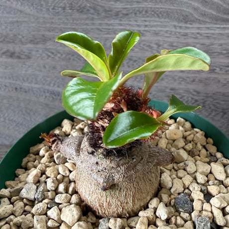 56、Euphorbia ramena
