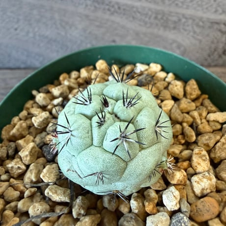 80、Ortegocactus macdougallii