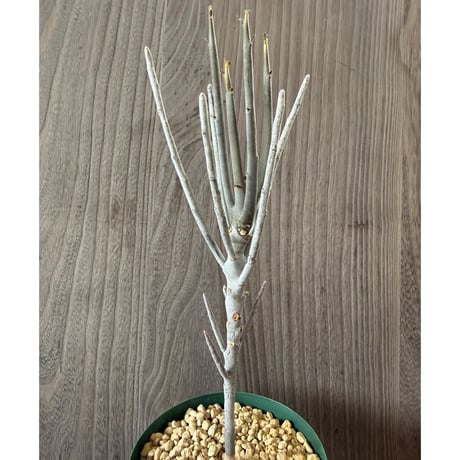 62、Euphorbia arbuscula
