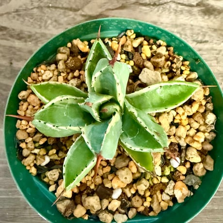 111、Agave キュービック錦