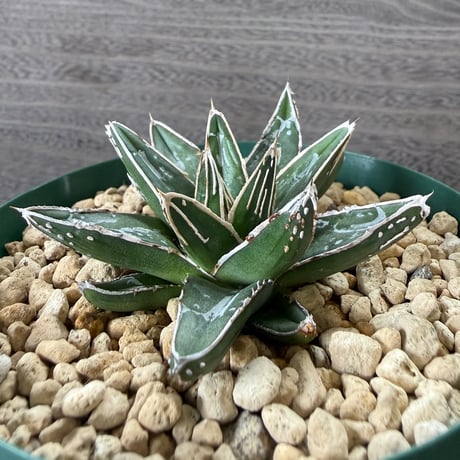 45、Agave 笹の雪NO-03