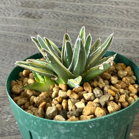 42、Agave 笹の雪錦（細葉タイプ）