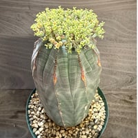 116、Euphorbia obesa