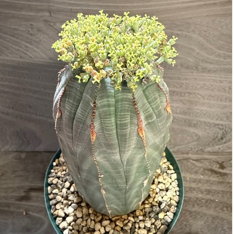 116、Euphorbia obesa