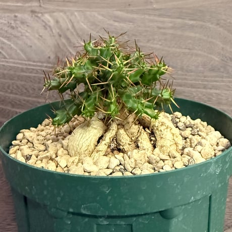 121、Euphorbia stellata ssp.micracantha