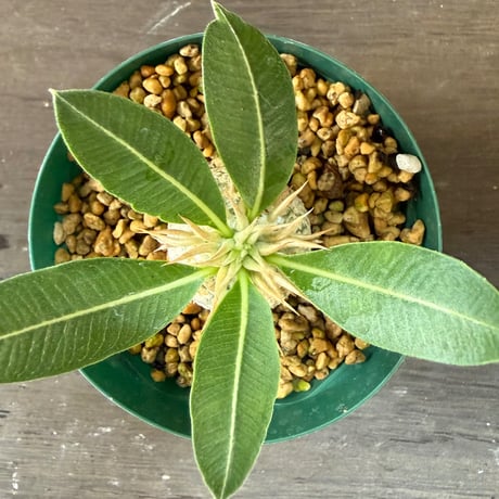 100、Pachypodium enigmaticum