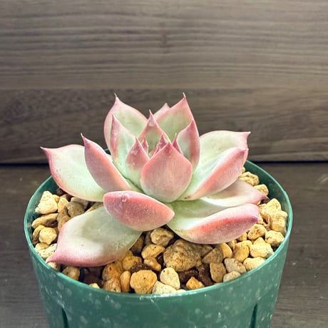 69、Echeveria lindsayana