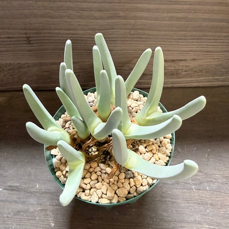 17、Cheiridopsis denticulata
