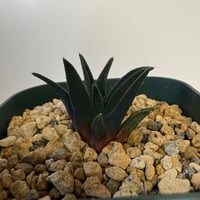 145、Haworthia sordida