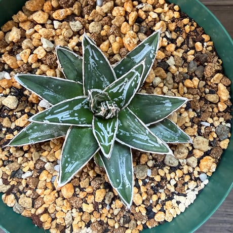 104、Agave 笹の雪’NO-03’
