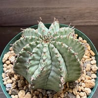38、Euphorbia horrida