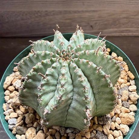 38、Euphorbia horrida
