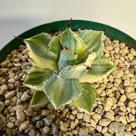 135、Agave isthmensis f.variegata