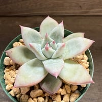 73、Echeveria ’CS-NO-01’ ’Super White’