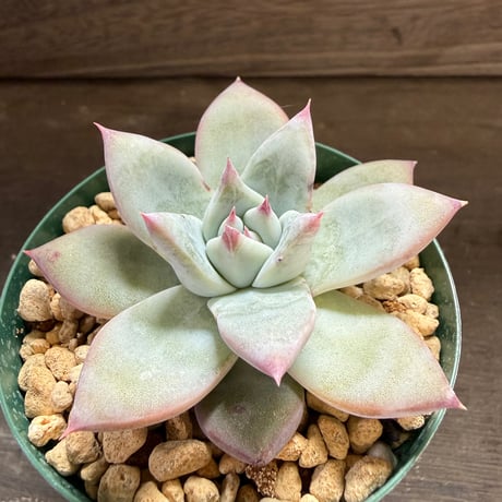 73、Echeveria ’CS-NO-01’ ’Super White’