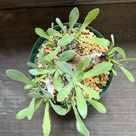 21、Othonna lepidocaulis