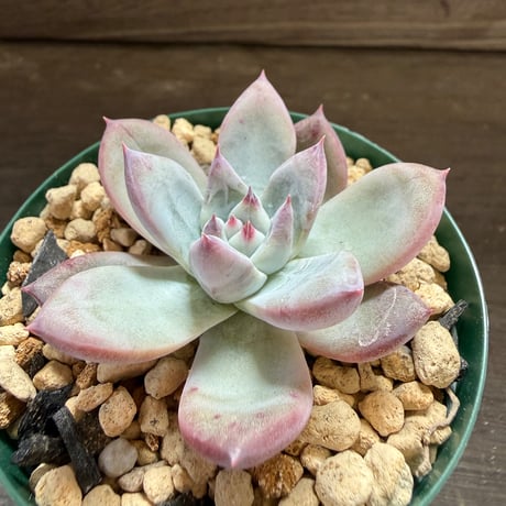 76、Echeveria ’CS-NO-01’ ’Super White’